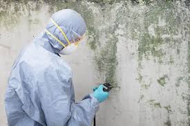 Best Black Mold Removal in Stormstown, PA